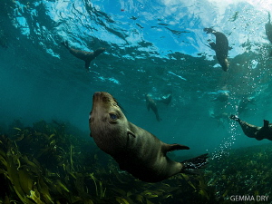 Woooeee look at me swimming!! Cape Fur Seals having fun a... by Gemma Dry 